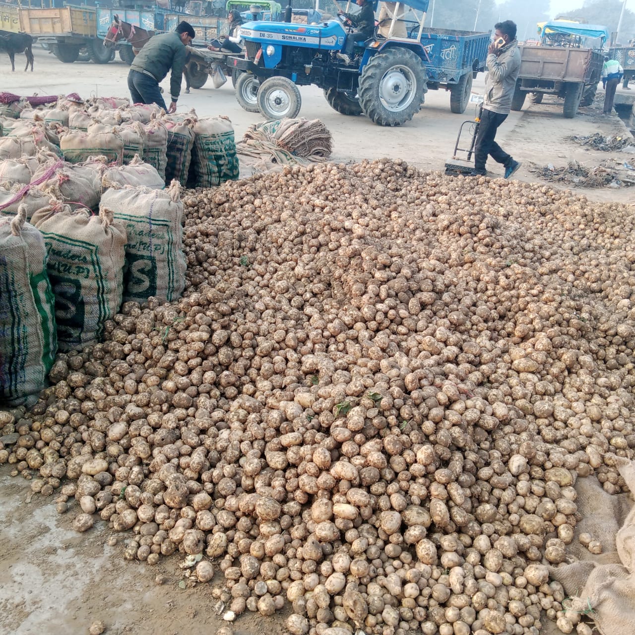 रविवार का आलू भाव 701 रुपए पैकेट