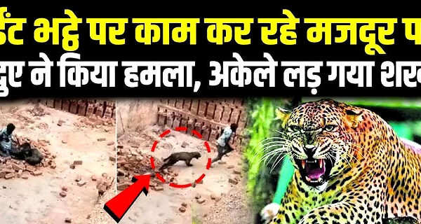 लखीमपुर खीरी: अकेले तेंदुए से भिड़ गया युवक, उठाकर पटक दिया